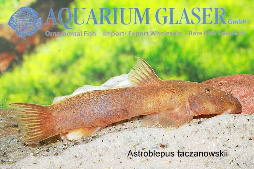 Astroblepus from Peru imported! Aquarium Glaser GmbH